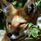 red_fox-80.jpg