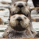 Sea-Otters-80.jpg