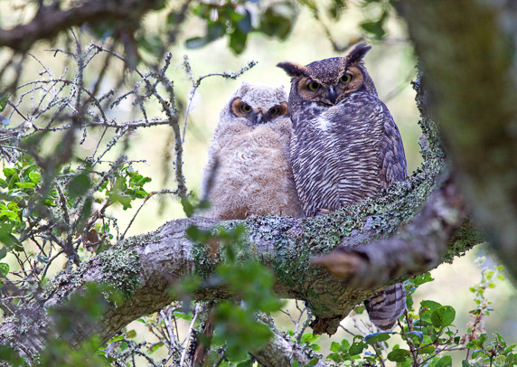 Great horned owl family