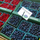 blueberries_cart-80.jpg