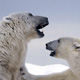 polar-bears-thumb.jpg