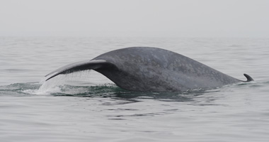 blue-whale-flukes-380.jpg