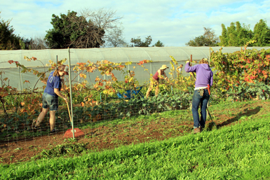 gardeners raking cover crops