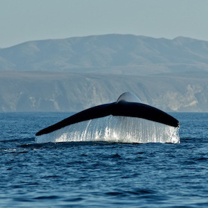humpback-whale-300.jpg