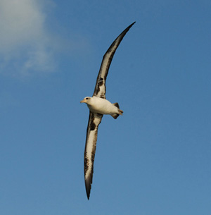 laysan-albatross-300.jpg