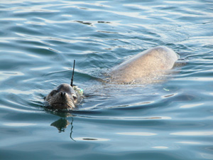 sea-lion-tag-300.jpg