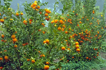 citris-mandarins-350.jpg