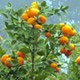 citris-mandarins-80.jpg