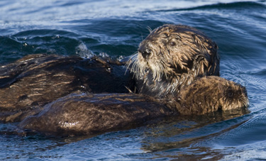 sea-otter-mom-pup5968-375.jpg