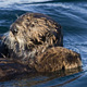 sea-otter-mom-pup5968-thumb.jpg