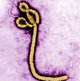 UCSC Ebola virus genome browser aids researchers' response to crisis
