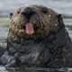 otter-tongue-thumb.jpg
