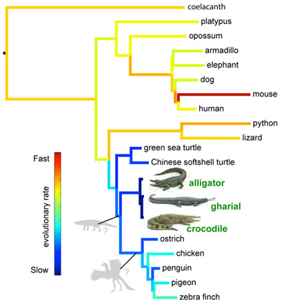 Scientists reconstruct genome of common ancestor of crocodiles, birds,  dinosaurs
