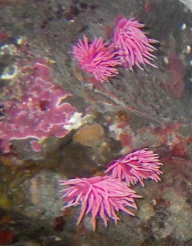 pink sea slugs in tide pool