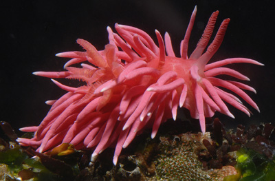 pink sea slug