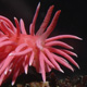 Warming ocean temperatures bring colorful sea slugs to the area