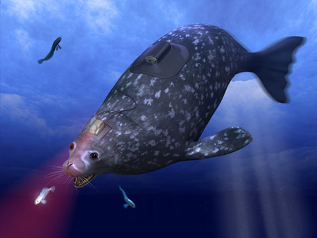 Heart arrhythmias detected in deep-diving marine mammals