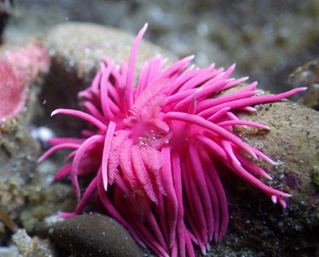 pink sea slug