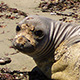 molting-seal-thumb.jpg