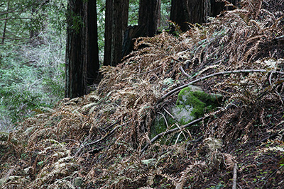 dead ferns on hillside