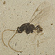 fossil fly