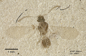 hymenoptera-1794-350.jpg