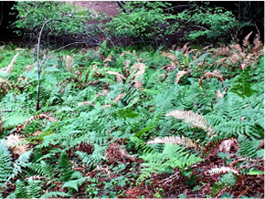 patch of healthy green ferns