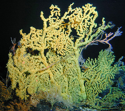 Hawaiian gold coral