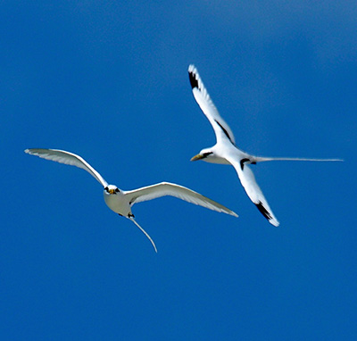 white-tailed tropicbirds in flight