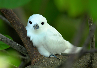 white-tern-seychelles-400.jpg