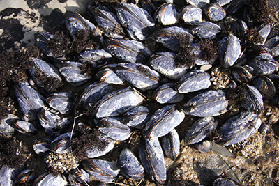 mussels-400.jpg