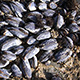 mussels-thumb.jpg