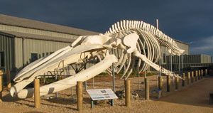 summary-summery-blue-whale-bones.jpg