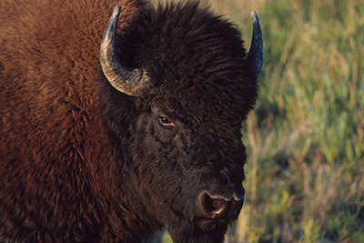 bison-bison-400.jpg