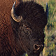 bison-bison-thumb.jpg
