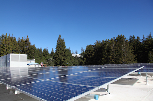 Solar panels and redwood trees