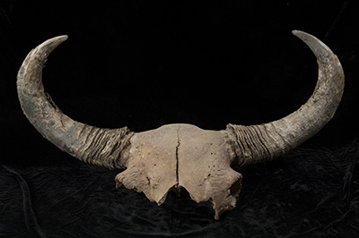 steppe-bison2-400.jpg