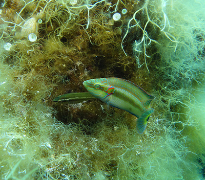 male and female ocellated wrasse