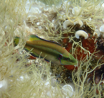 male ocellated wrasse in nest