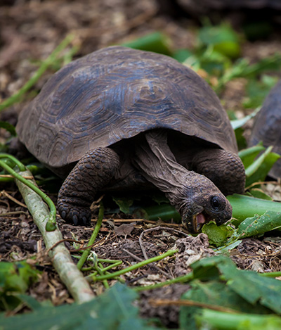 Pinzon tortoise