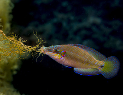 male ocellated wrasse