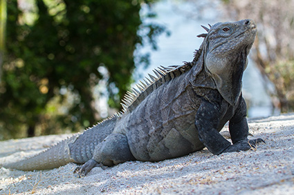 Ricord's iguana