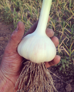 garlic-harvested-250.jpg