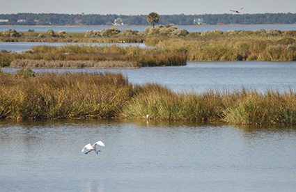 egret flying over coastal wetlands