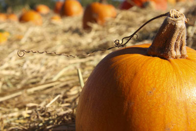 pumpkin-photo-UCSC.jpg