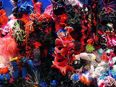 coral-reef-project-375.jpg