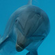 dolphin-bubble-thumb.jpg