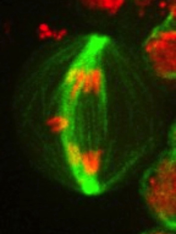 dividing cell with broken chromosome