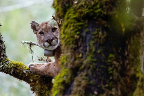 Photo of mountain lion in a tree