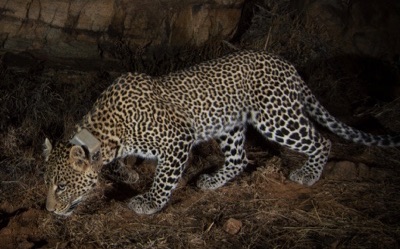 Photo of an African leopard wearing an accelerometer collar